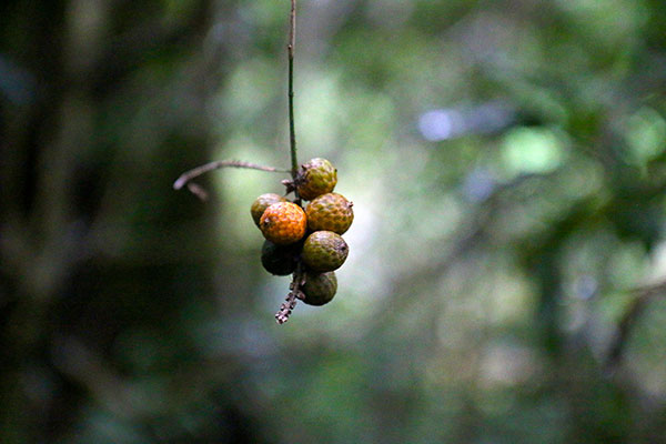 Some berries hanging from a tree