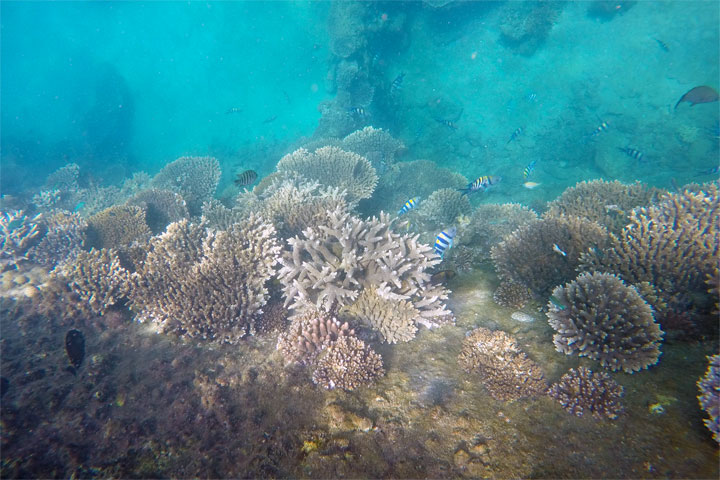 Snorkelling at Tangalooma Wrecks on Moreton Island