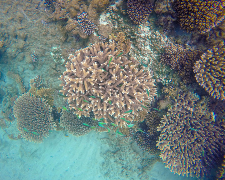 Snorkelling at Tangalooma Wrecks on Moreton Island