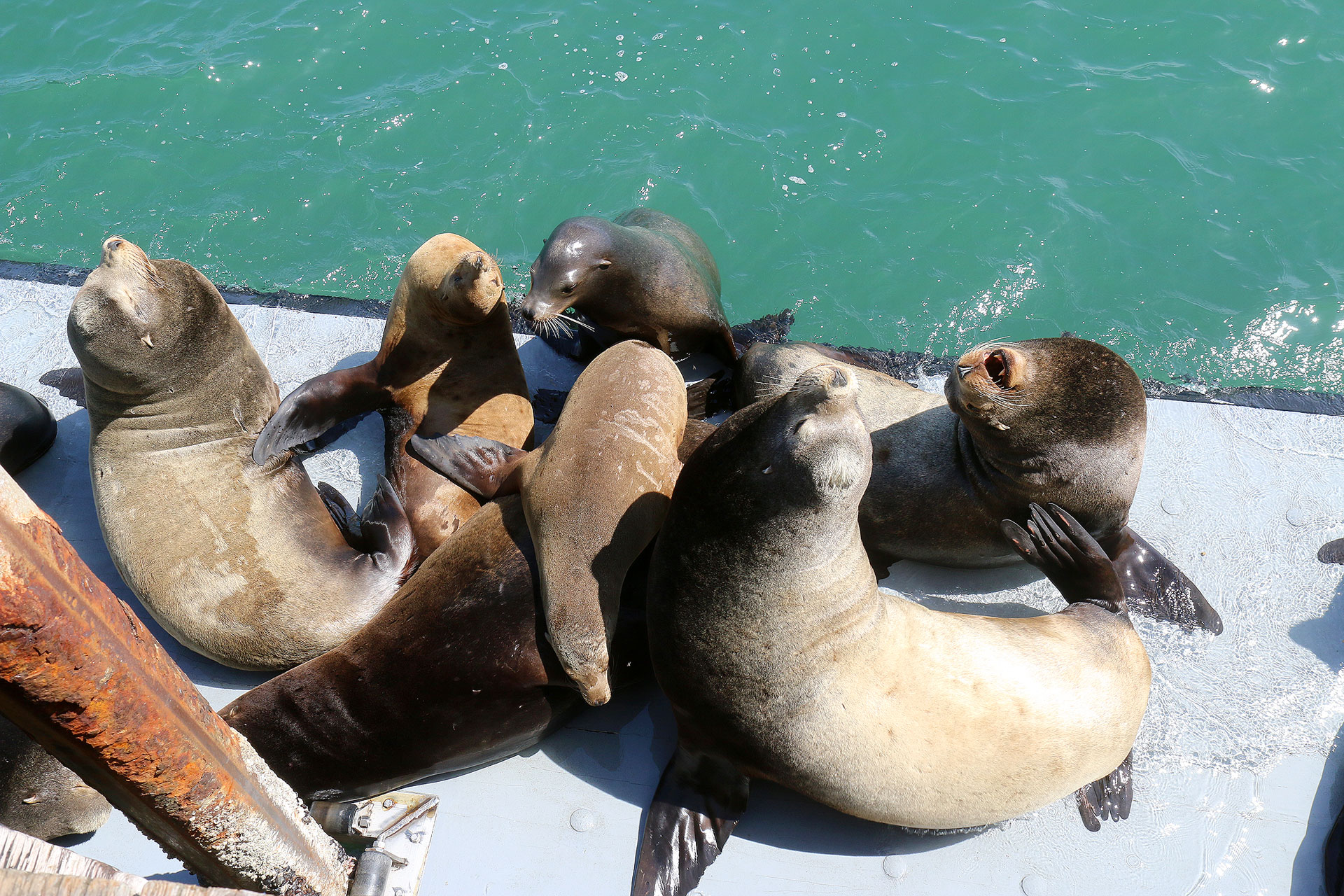 elephant seals piling onto each other at santa cruz
