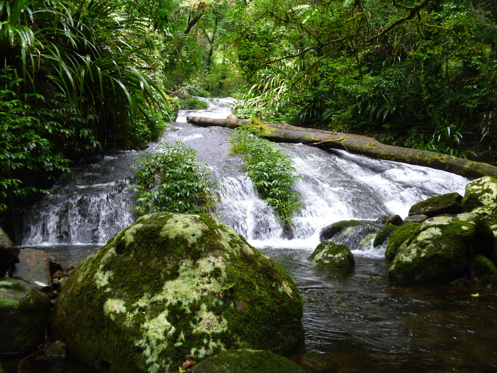 Toolona Creek and Mount Wanungra, O’Reilly’s