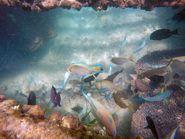 Snorkelling at Tangalooma Wrecks on Moreton Island