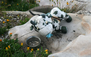 Begging cow, Sculpture by the Sea