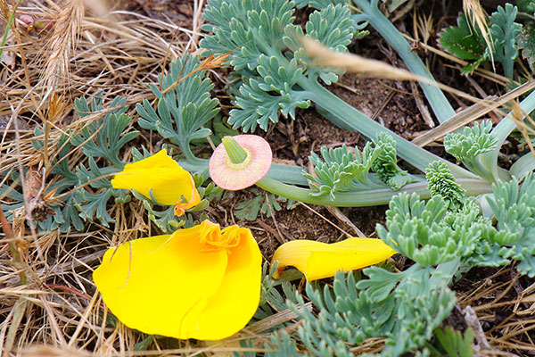 Some of the many flowers at Point Reyes National Seashore