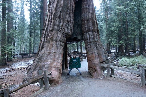 Bronwen inside California Tree in the Mariposa Grove