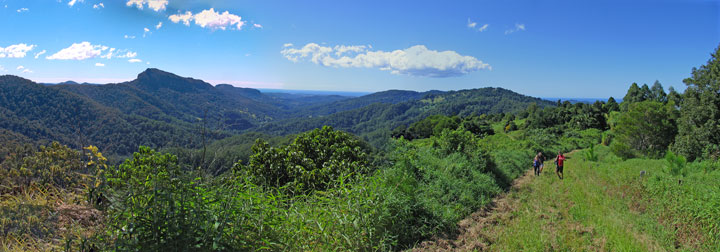 Mt Cougal Bushwalk