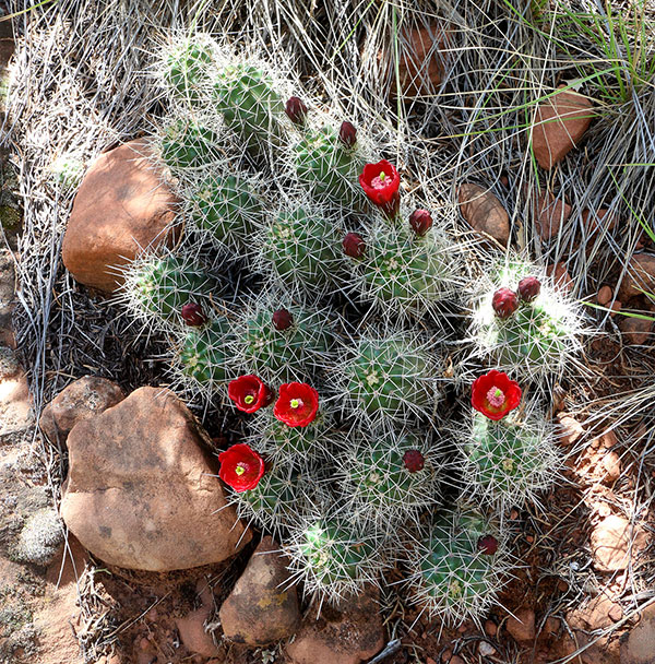 There were lots of red and yellow cactuses