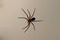 Ferocious shower spider shortly after trying to kill me
