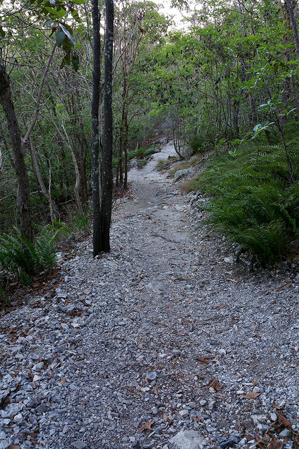 Walking up Mount Gravatt