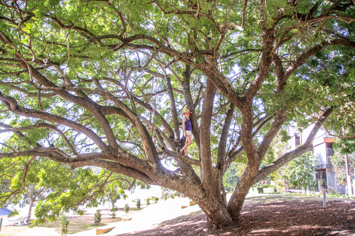 Bronwen climbing a tree, Walking along the river in West End, Brisbane