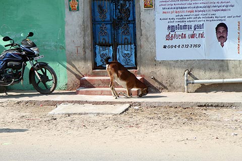 A goat praying