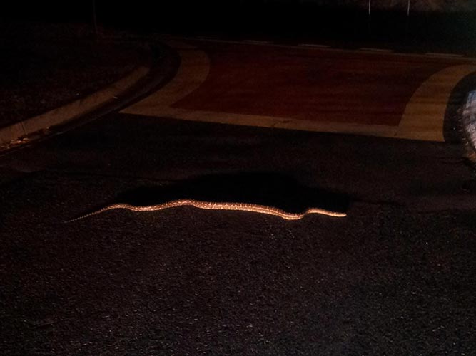 A large snake on the road
