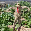 Scarecrows at Tamborine Mountain Scarecrow Festival