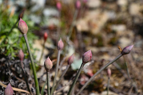 Some of the many flowers on the drive to Fort Bragg