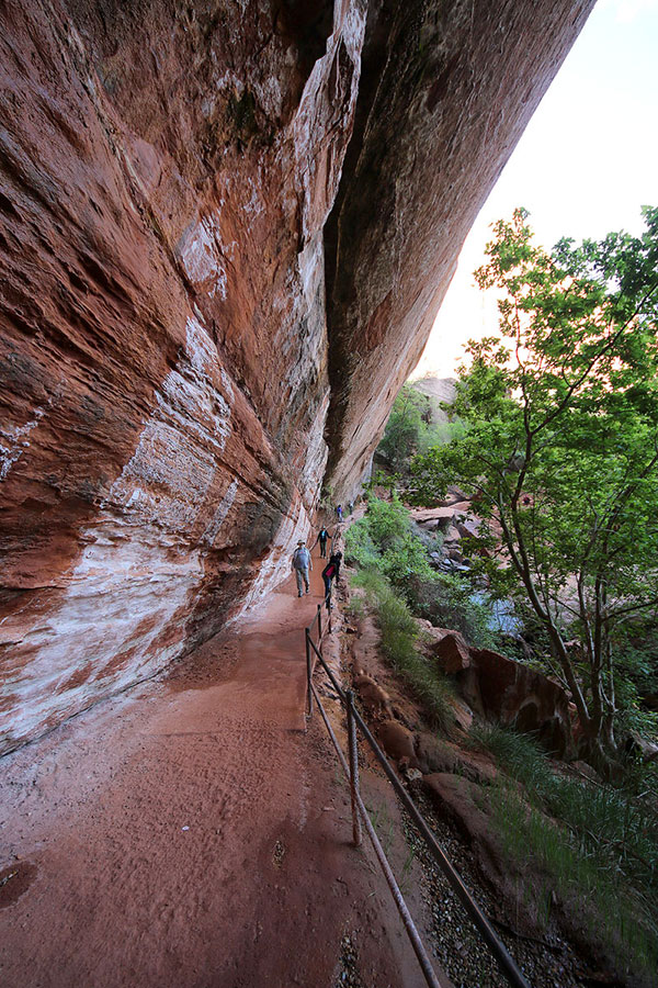 A pathway through Zion National Park