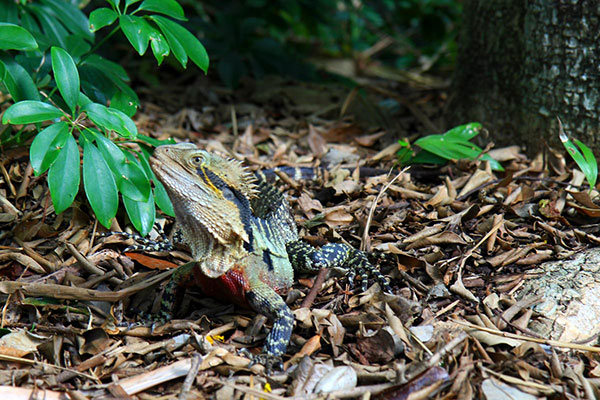 Lizard, Mount Coot-Tha Botanic Gardens