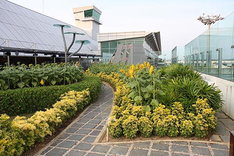 Changi Airport’s Sunflower Garden