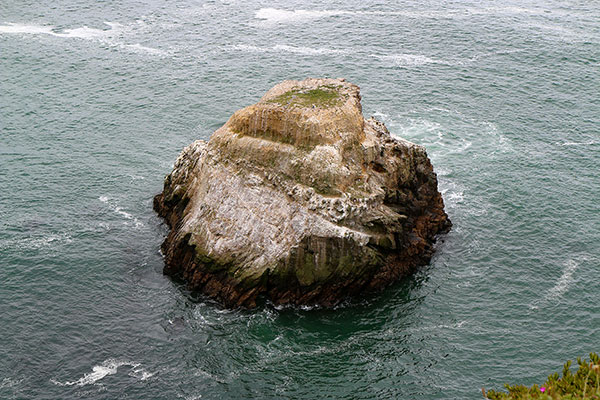 Many birds hiding on an island