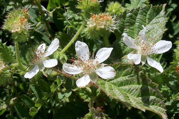 Some of the wildflowers by the roadside