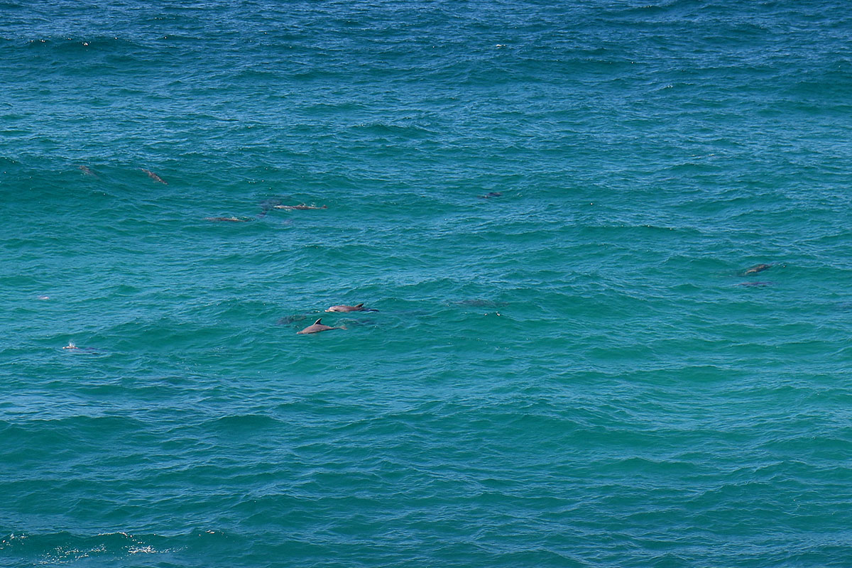 A large school of sharks pretending to be dolphins