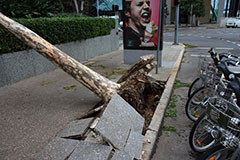 A fallen tree in Brisbane