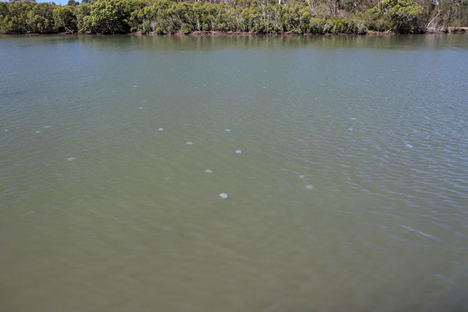 Many jellyfish at Boondall Wetlands