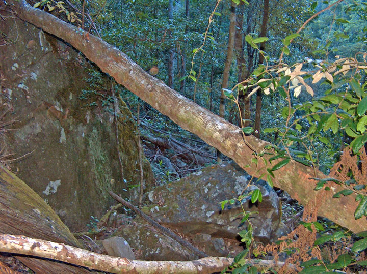 Stuck in the jungle on the way down Mt Barney