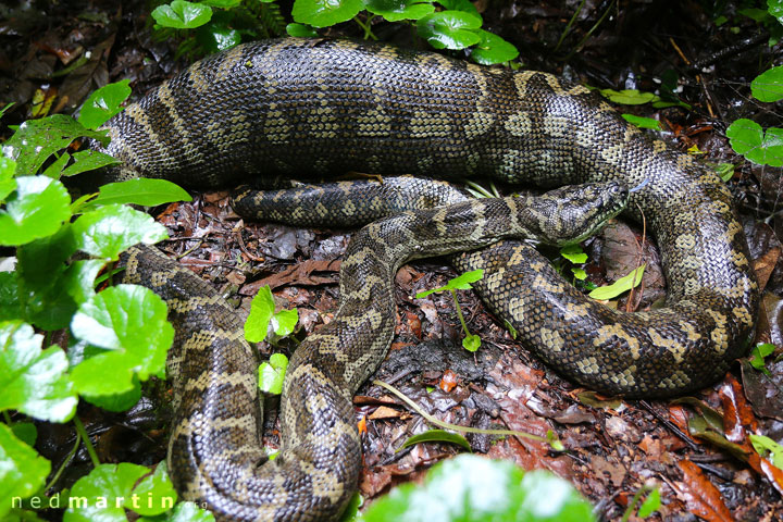 A large snake at Tooloom National Park, NSW