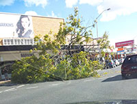 A tree fallen over the road at Stones Corner