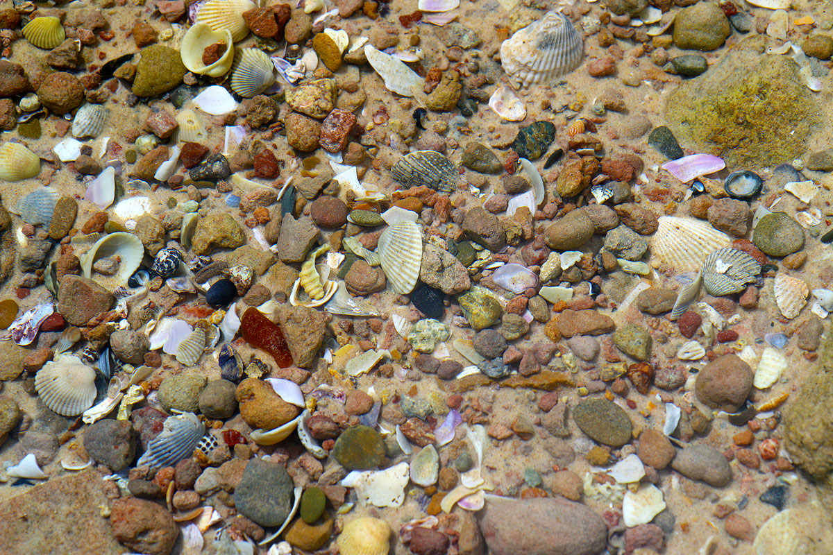 Shells on the bottom of a rock pool