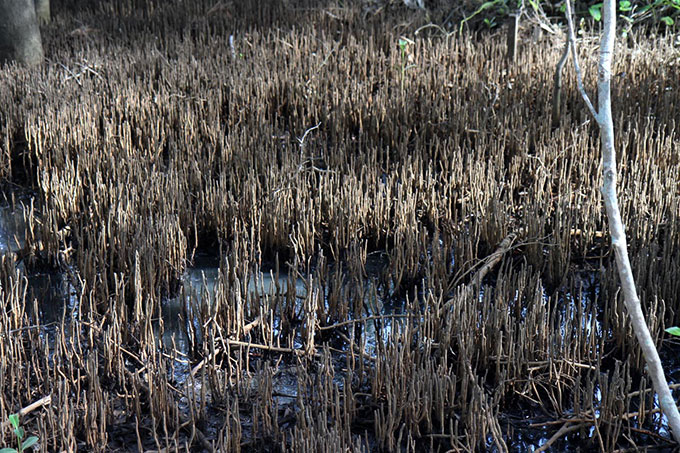 Mangroves at Boondall Wetlands