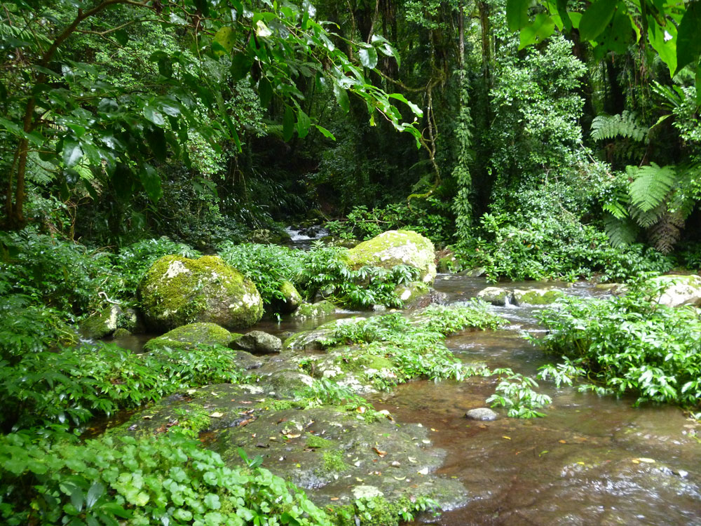 Toolona Creek and Mount Wanungra, O’Reilly’s