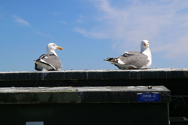 Slightly larger than usual American-style seagulls