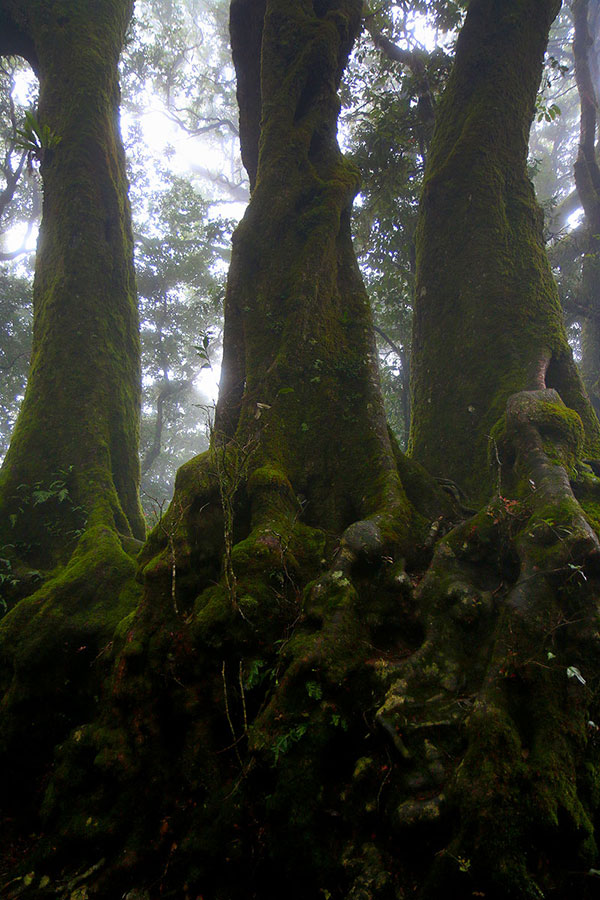 Mist seeping through ancient Antarctic beech forest