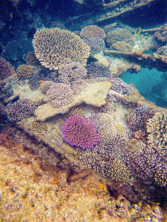 Snorkelling at Tangalooma Wrecks on Moreton Island