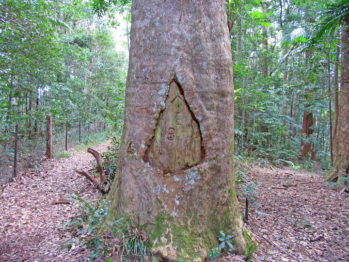 Mt Cougal Bushwalk