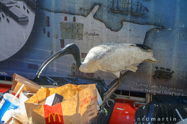 An ibis at Circular Quay, Sydney