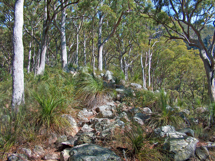 Bushwalk up Mt Maroon