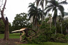 A fallen tree in the Brisbane Botanic Gardens