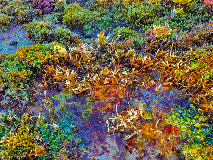 “Land Snorkelling” on Stradbroke Island