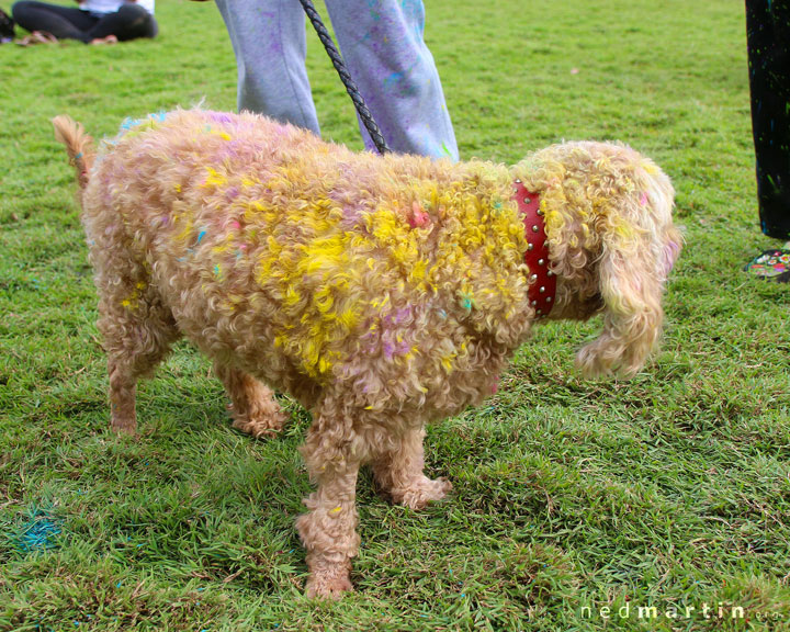 Brisbane Holi Celebrations