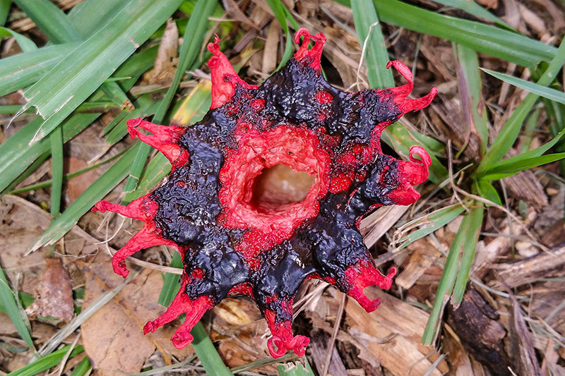 Anemone Stinkhorn