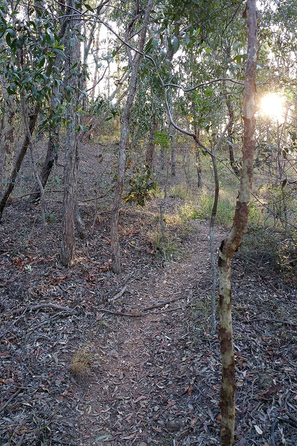 Walking up Mount Gravatt