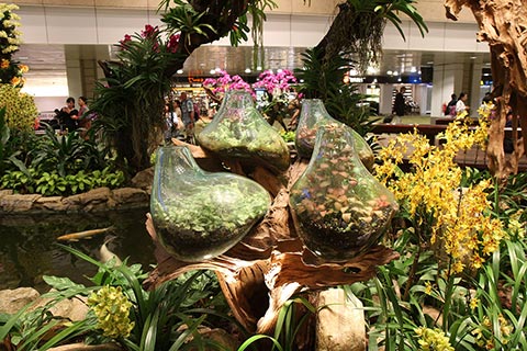 Some of the many orchids at Changi Airport’s Orchid Garden & Koi Pond