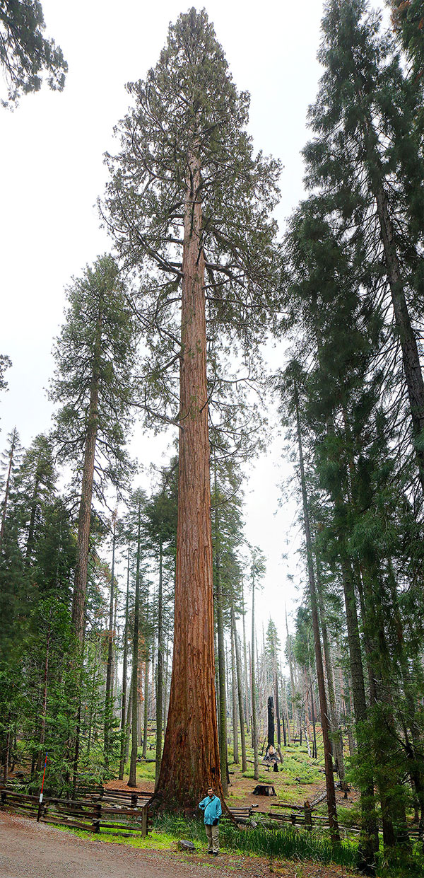 Ned in front of a Giant Sequoia