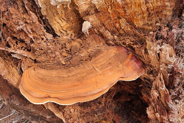 Funguses at Brown Lake, Stradbroke Island