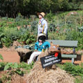 Scarecrows at Tamborine Mountain Scarecrow Festival