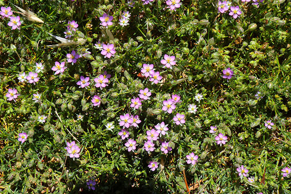 Some of the wildflowers by the roadside