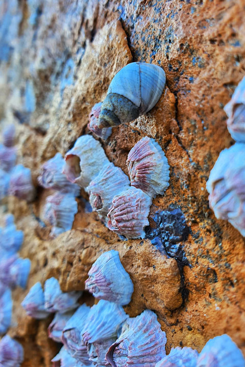 Barnacles