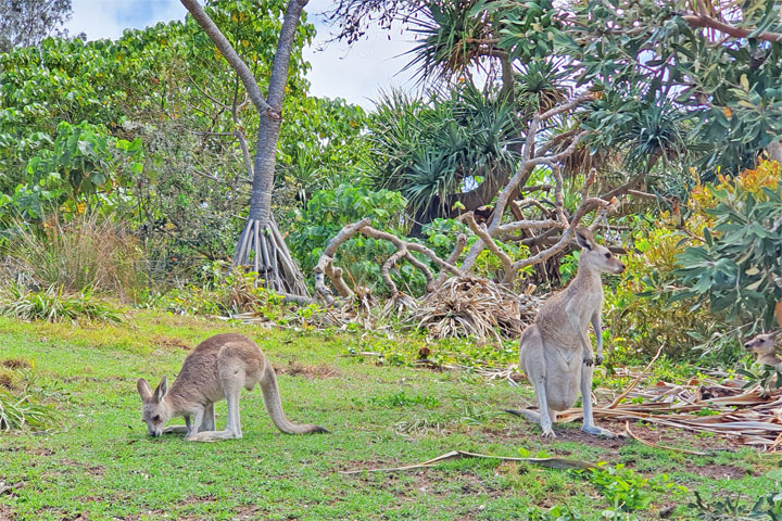 Kangaroos on Stradbroke Island